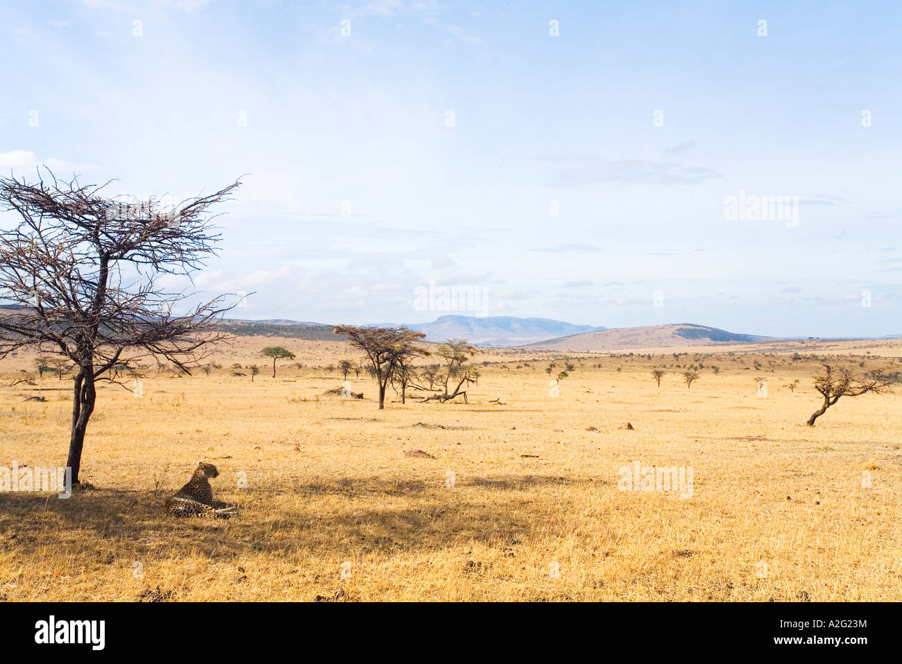 Cheetah refugios desde Sun bajo acacia en pastizales de sabana de Masai  Mara Reserva Natural Nacional Kenya África Oriental Fotografía de stock -  Alamy
