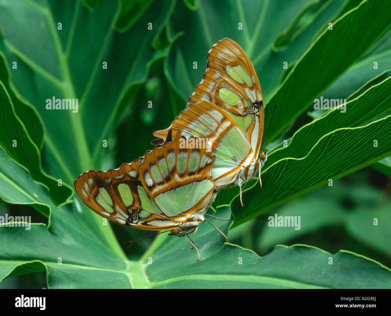 Metermorpha stelenes malaquita o bambú página del sur de los Estados Unidos de mariposa Foto de stock