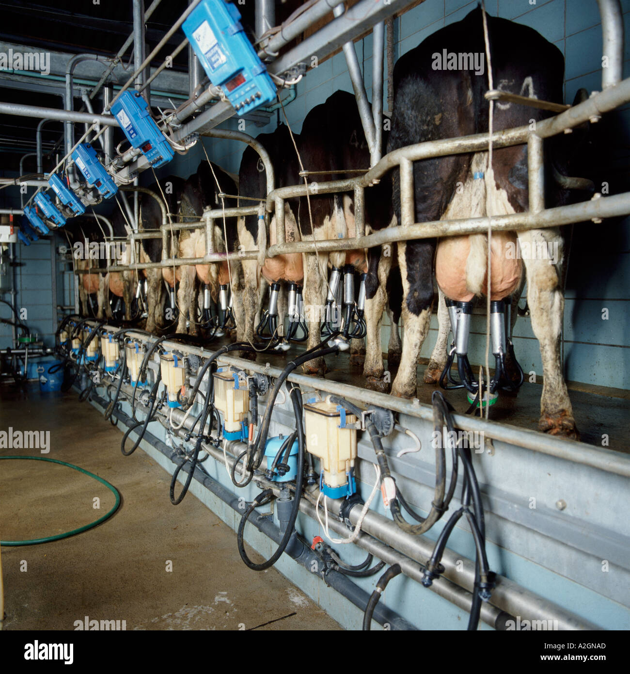 Cerca de la línea de Holstein Friesian de vacas ordeñadas mecánicamente en un área de ordeño en espina de pez Foto de stock