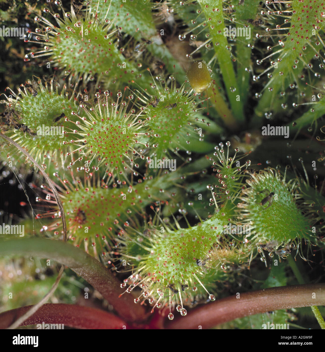 Una ronda dejados sundew Drosera rotundifolia leaf con pelos pegajosos para atrapar insectos que digiere la planta de nitrógeno Foto de stock