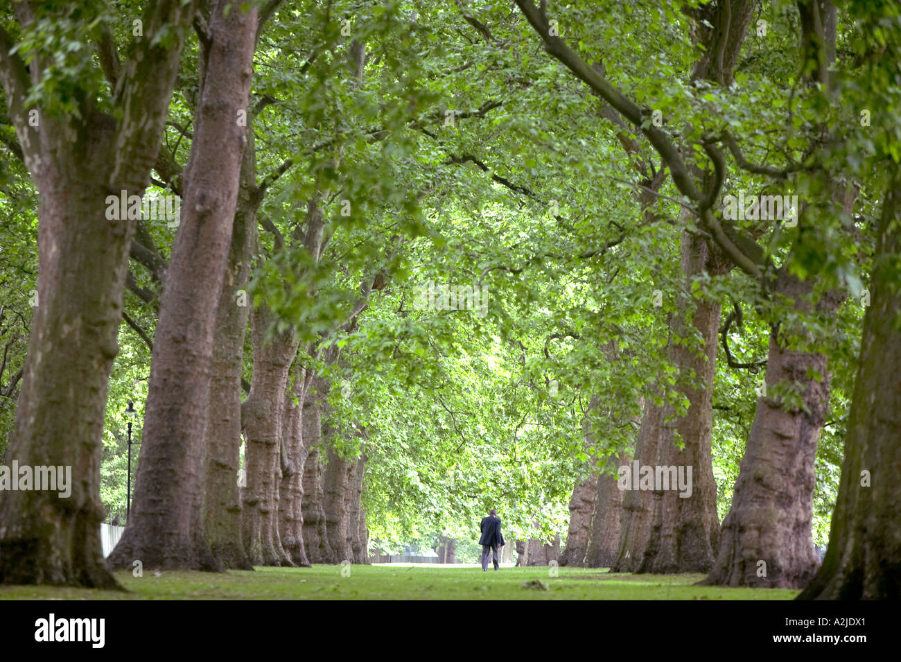 Un hombre mira los árboles en Hyde Park, Londres. Foto de stock