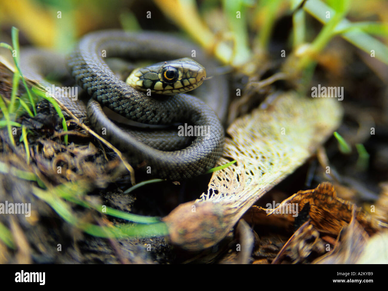 Culebra de menores (Natrix natrix) y semillas de sicómoro en woodland piso Foto de stock