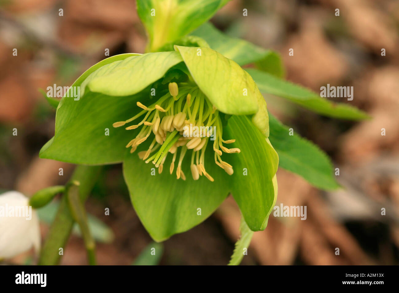 Helleborus viridis Foto de stock