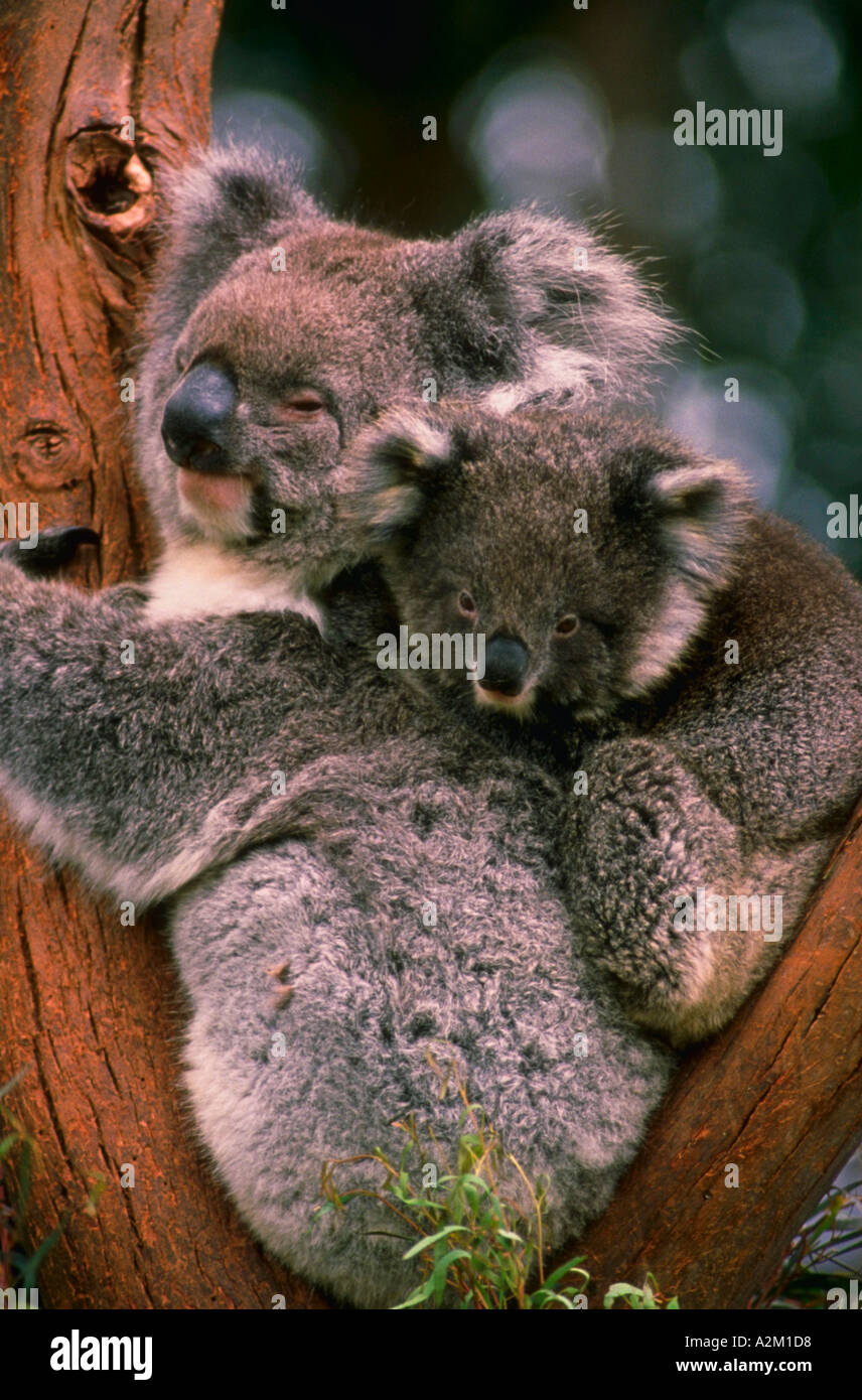 lo que podría confundirse con un oso koala