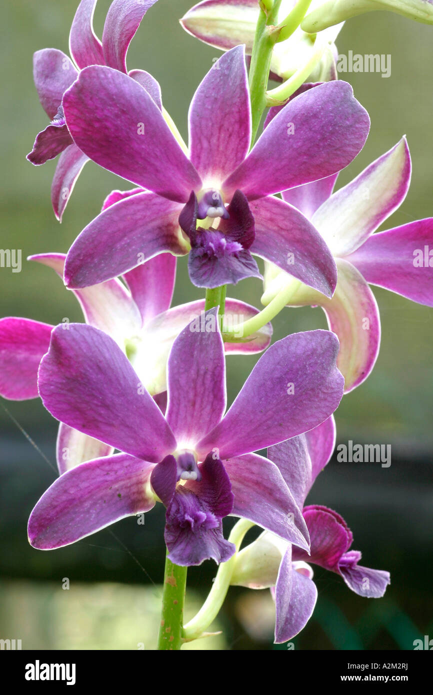 Dendrobium Velvet Foto de stock