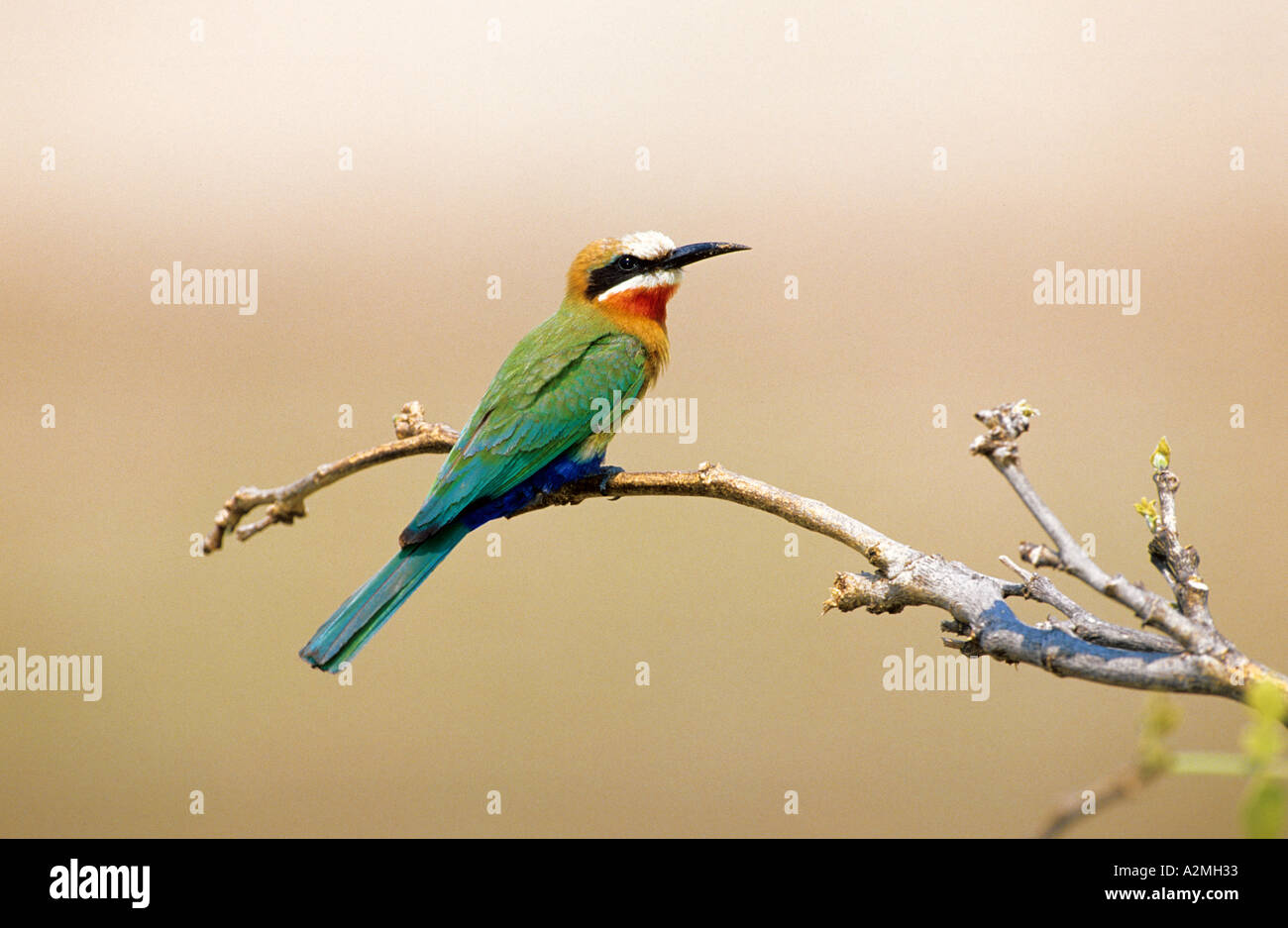 Fachada BLANCA BEE EATER Merops bullockoides Foto de stock