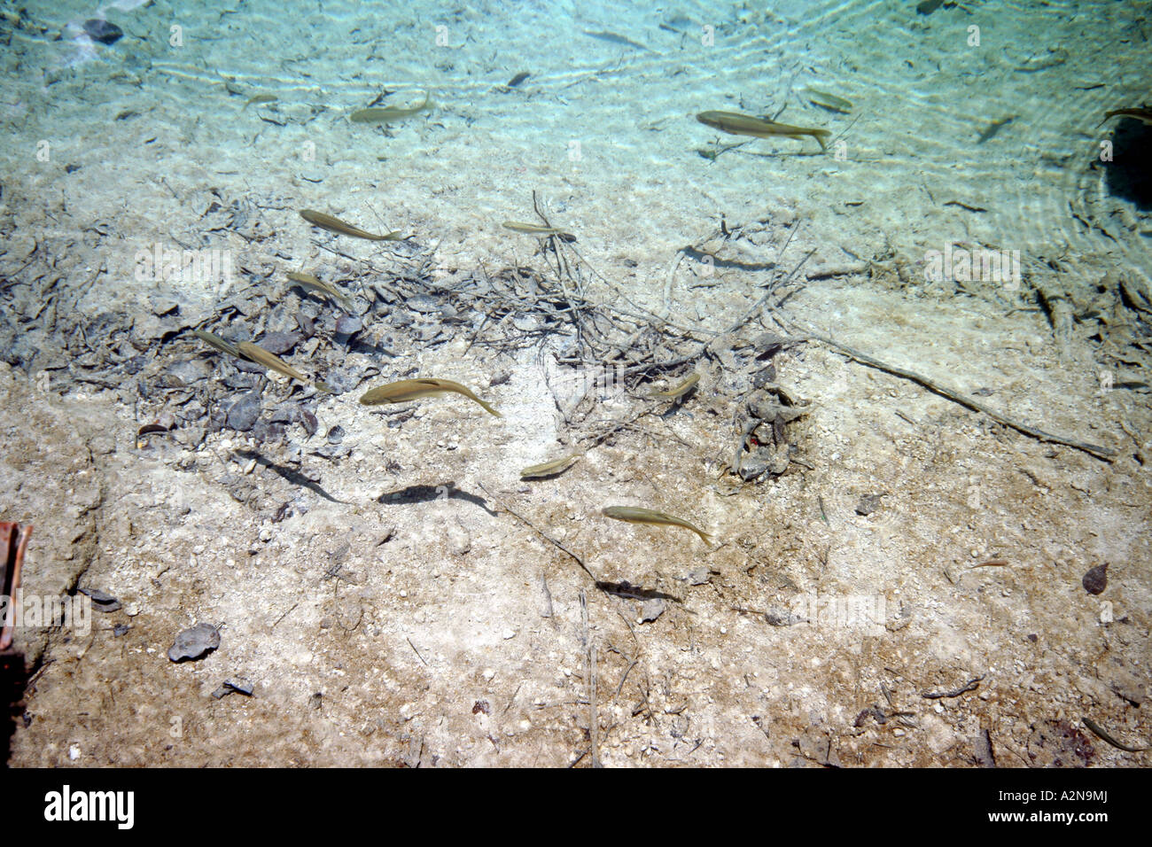 Paisaje de Jiuzhaigou: agua cristalina con peces Foto de stock