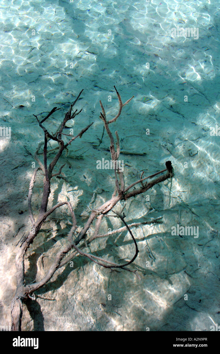 Paisaje de Jiuzhaigou: agua clara con la rama de árbol Foto de stock