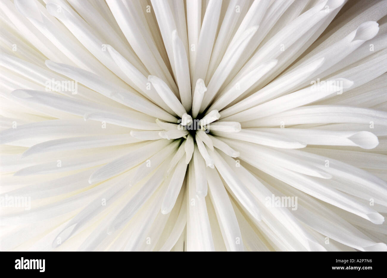 Resumen cara en foto de una flor de crisantemo blanco Foto de stock