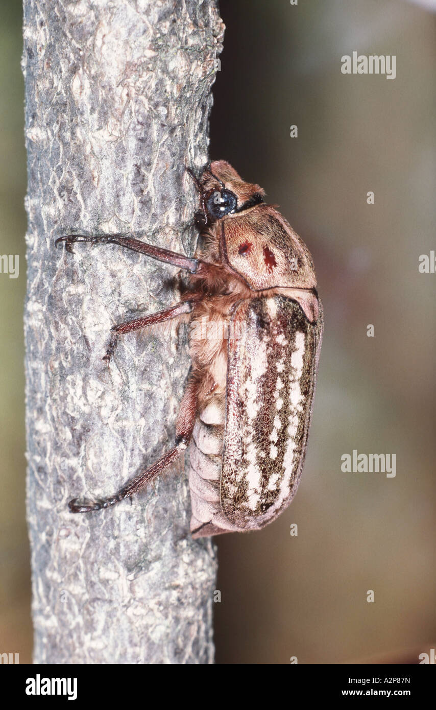 Beetle, escarabajo (Beetle lamellicorn escarabajos & chafer) (Anoxia orientalis), imago Foto de stock