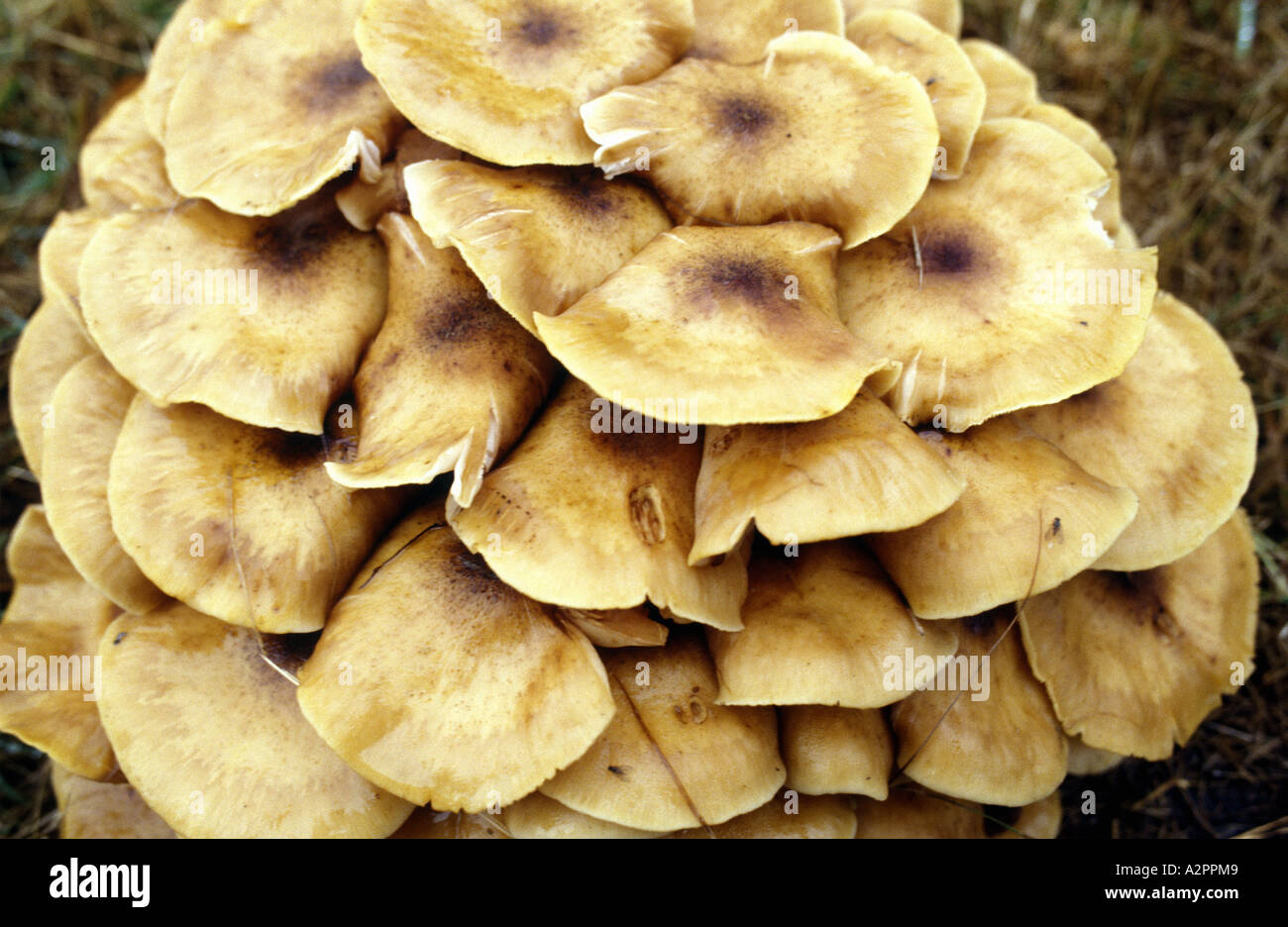 Setas de miel (armillaria mellea) en kew gardens london Foto de stock
