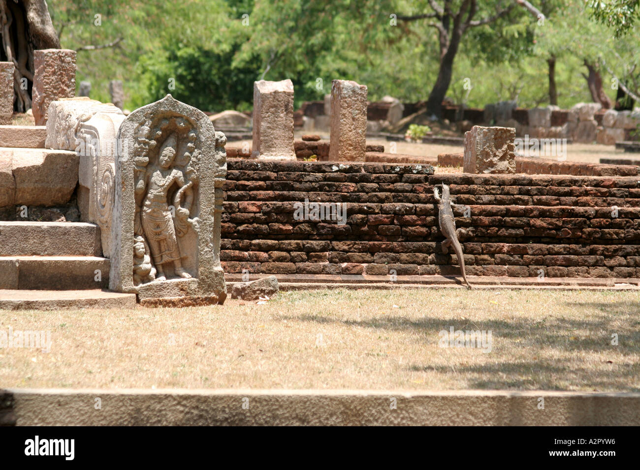 Gran lagarto monitor codifica los peldaños de una ruina en Anuradhapura, Sri Lanka Foto de stock