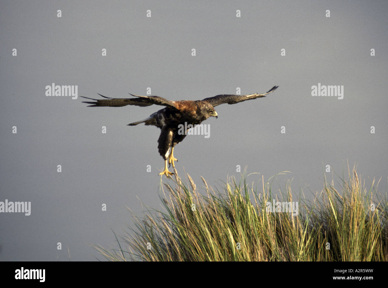 Redbacked Hawk Buteo polyosoma en vuelo rondando sobre hierba Foto de stock