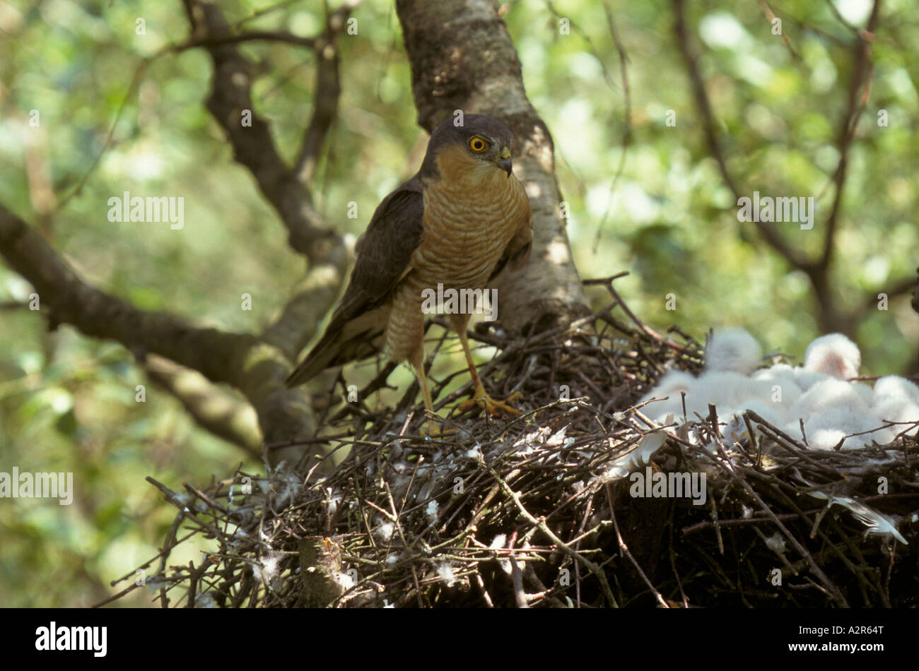 En nest Sarrowhawk macho los machos son a veces llamada mosquete Foto de stock