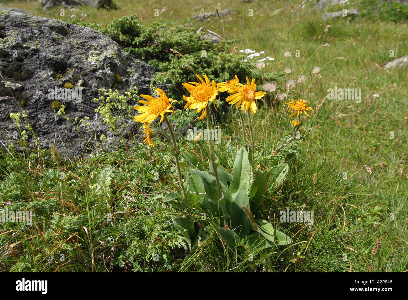 Arnica Arnica montana Gran Paradiso Italia Foto de stock