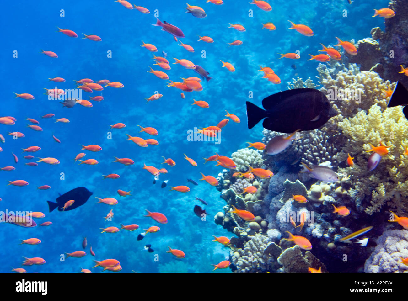 Reef riff un profundo mar azul de Ras Mohamed Sharm el-Sheikh, Egipto sinai peces ANTHIAS SCALEFIN Foto de stock