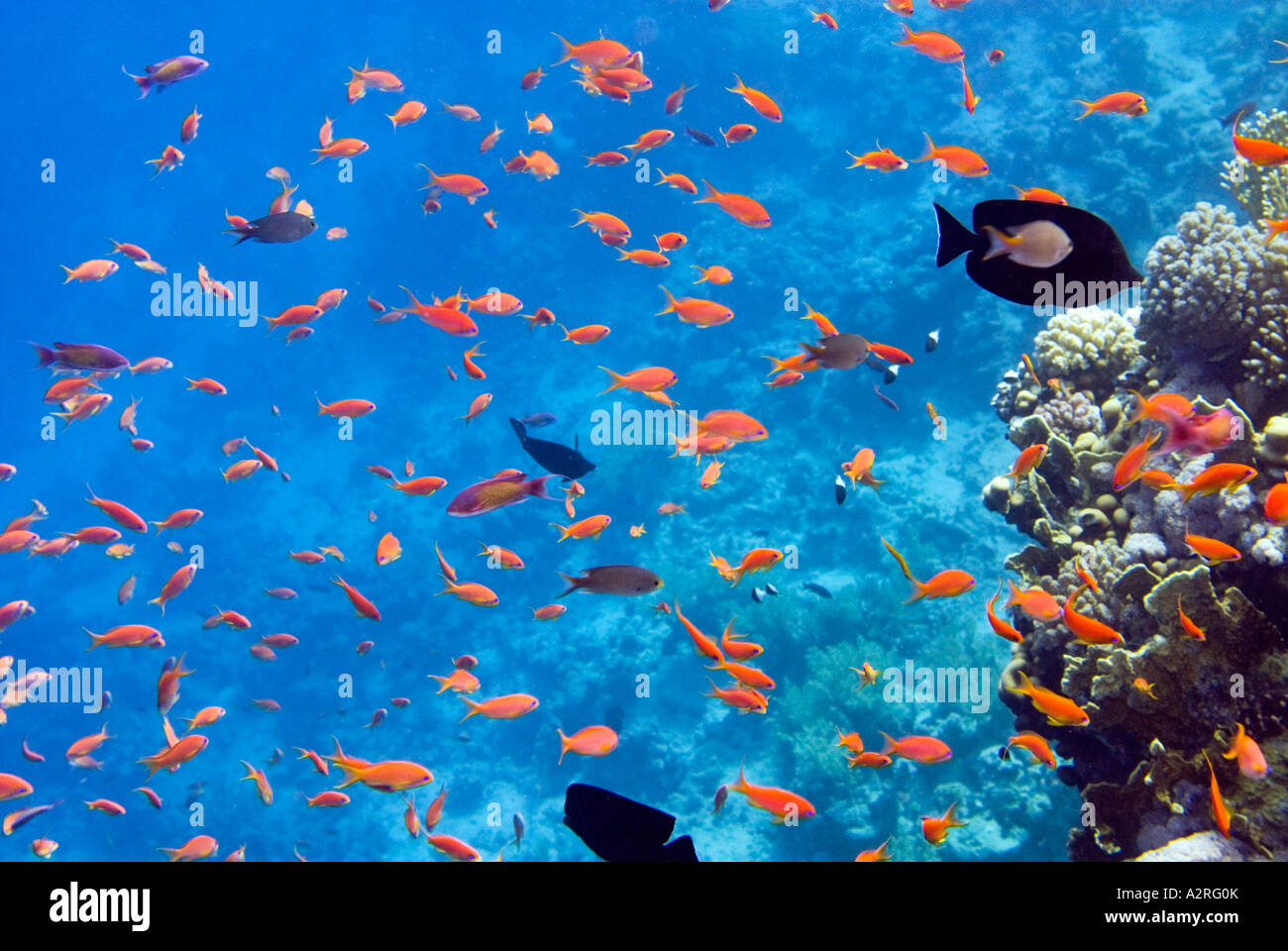 Reef riff un profundo mar azul de Ras Mohamed Sharm el-Sheikh, Egipto sinai peces ANTHIAS SCALEFIN Foto de stock