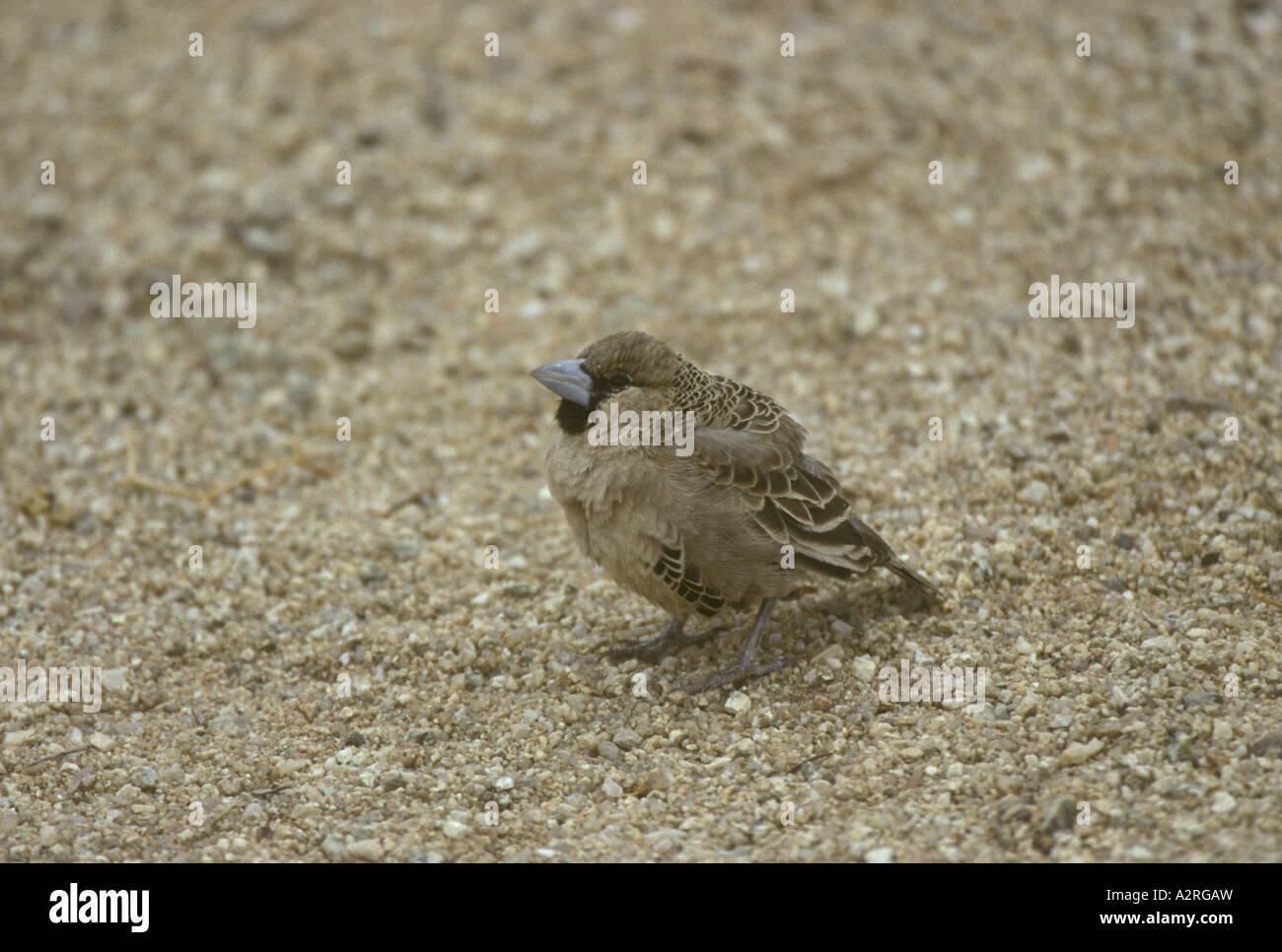 Sociable Weaver Philetairus socius adulto Namibia Foto de stock