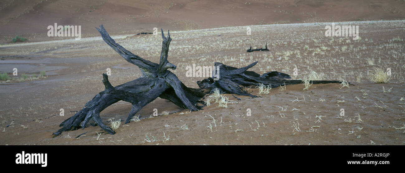 Namibia esqueletos de muertos acacias sentar en la sartén de Dead Vlei Namibia Foto de stock