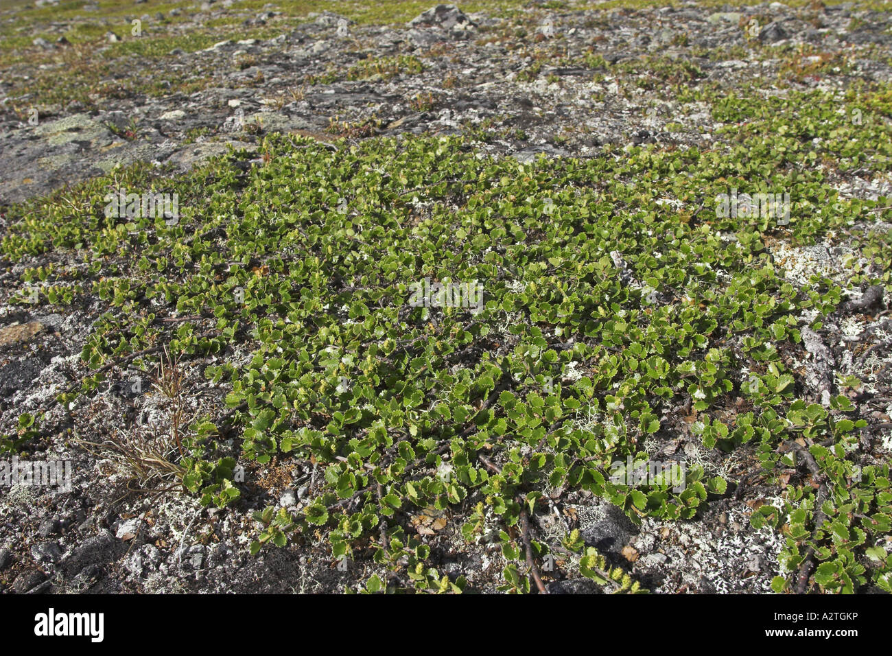 Enano lisa abedul (Betula nana), enano forma Foto de stock
