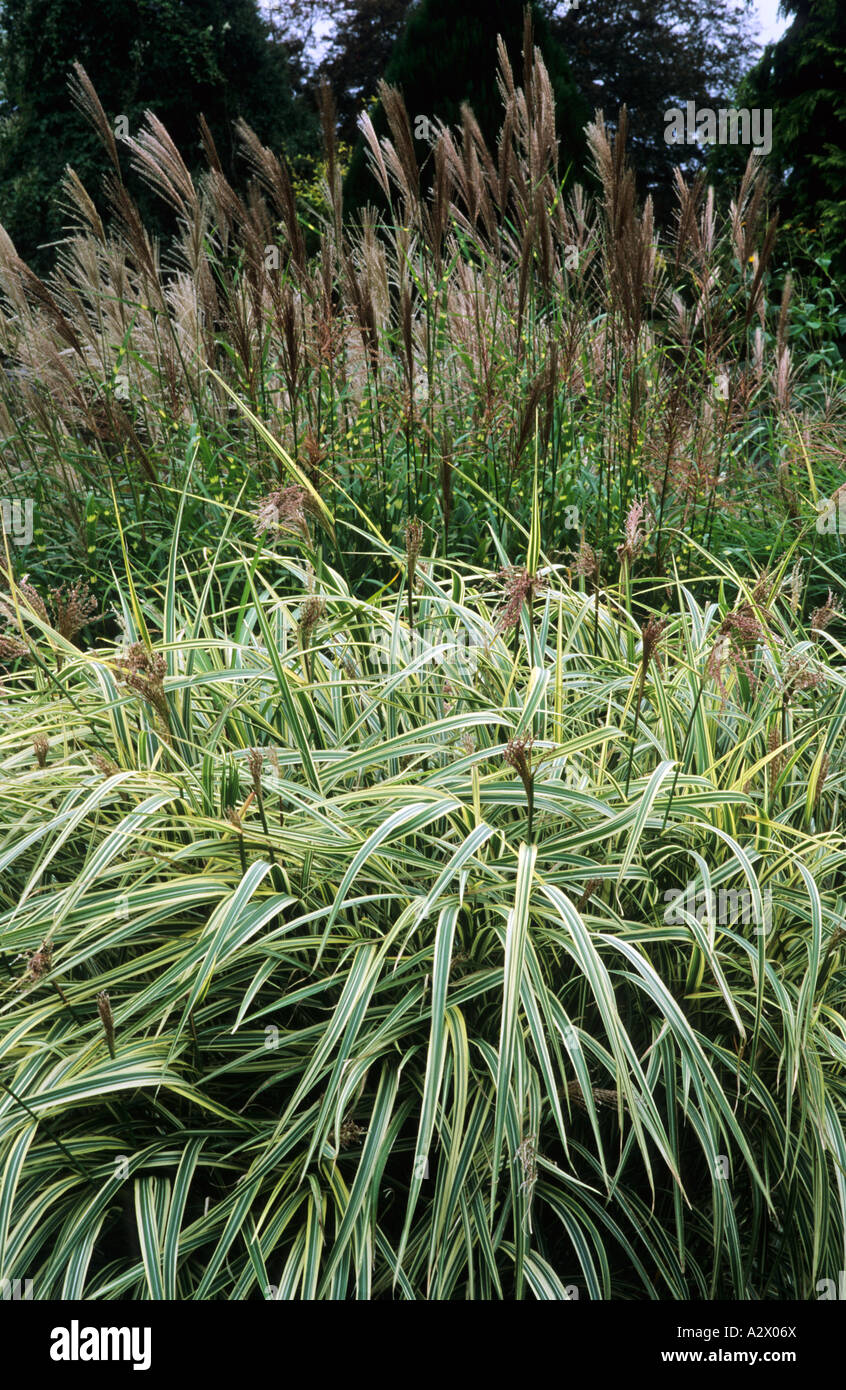 Miscanthus Sinensis Variegatus Y Zebrinus Fotografías E Imágenes De ...