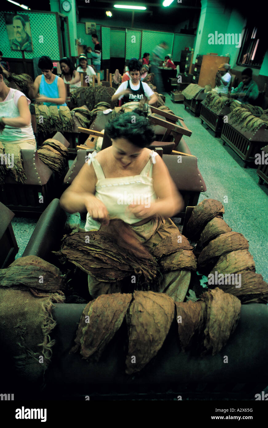 Fábrica de cigarrillos liados a mano, Real Fabrica de Tabacos Partagas, La Habana, Cuba. Foto de stock