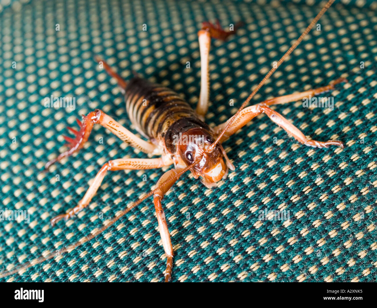 Este weta un insectos exóticos relacionados con grillos saltamontes y  langostas monta un desafío mientras se aferra a una silla Fotografía de  stock - Alamy