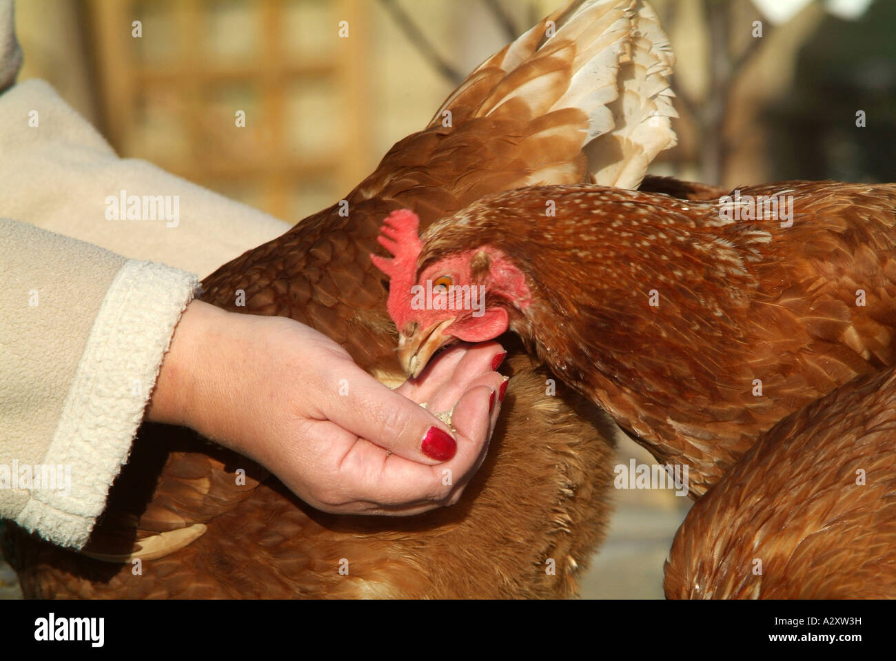 Alimentación de pollos domesticados de la mano, en el norte de Inglaterra 2007 Foto de stock