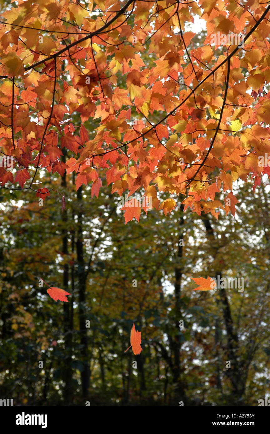 Hojas que caen de un árbol durante el otoño colores de otoño Fotografía de  stock - Alamy