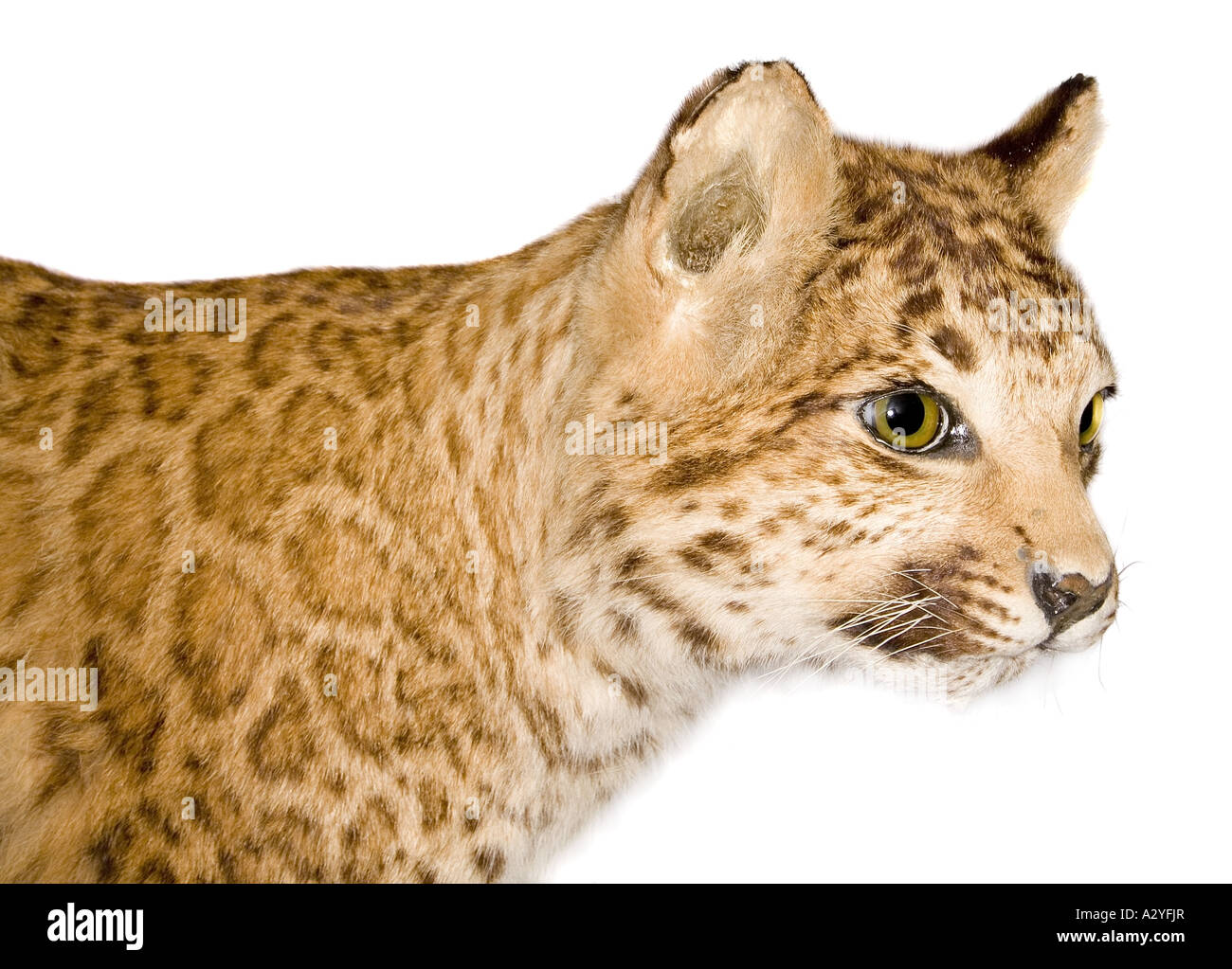 Un híbrido de leopardo puma Fotografía de stock - Alamy