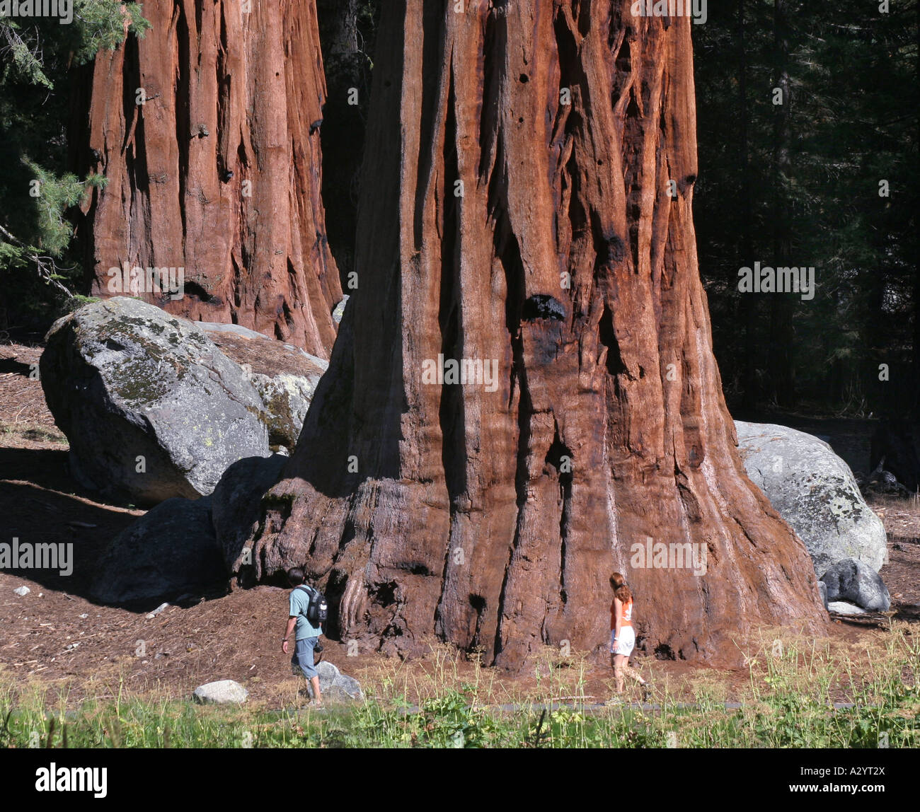 Caminante árboles Sequoia en el Giant Forest Sequoia National Park California Foto de stock