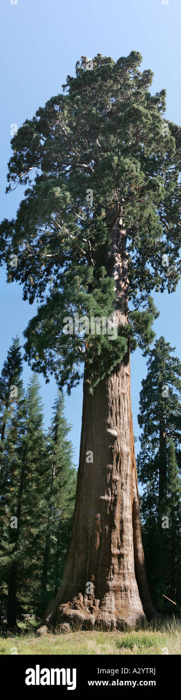 Los árboles Sequoia en el Giant Forest Sequoia National Park California usa escala monumento bosque pradera árbol Foto de stock