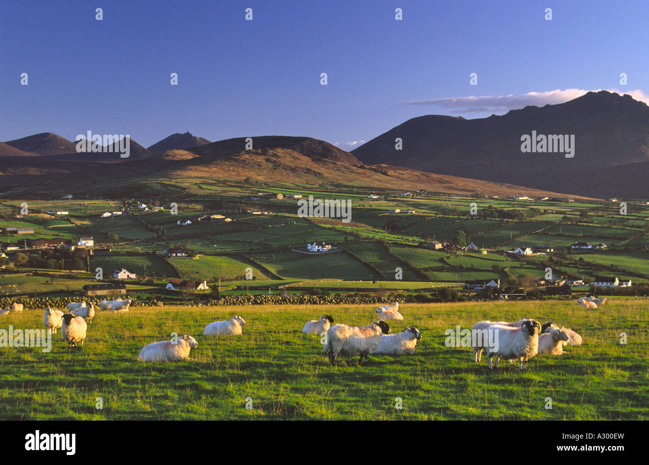 Las ovejas que pastan debajo de las montañas de Mourne, Condado de Down, Irlanda del Norte Foto de stock