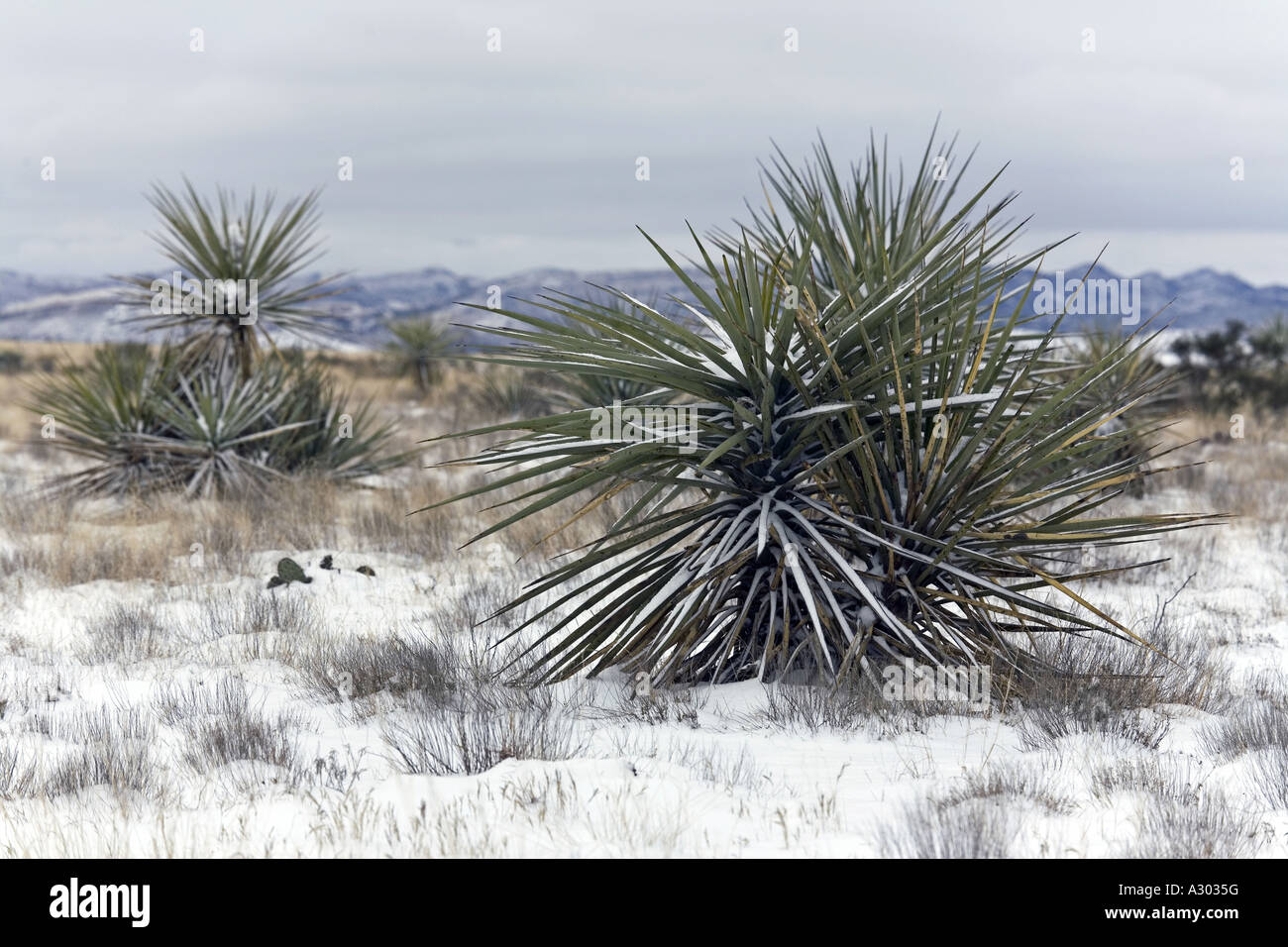 Paisaje invernal con cactus de yuca en la parte de Texas el desierto Chihuhuan cerca del maratón Foto de stock