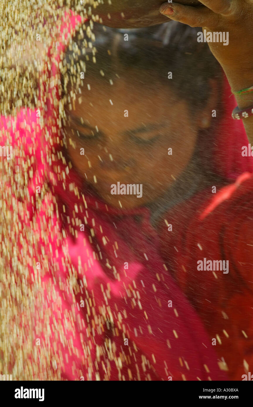 Chica en rojo sari aventar el trigo Rajastán India Foto de stock