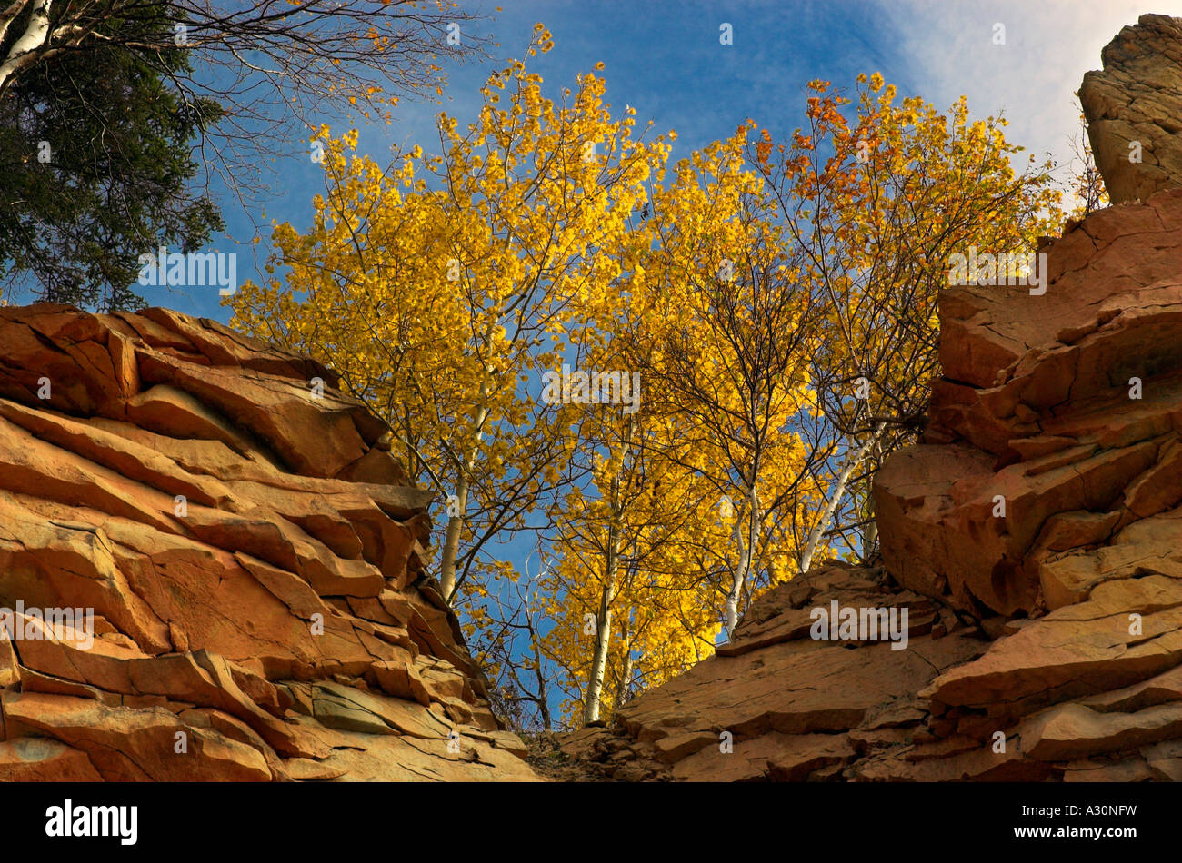 Buscando en otoño los árboles en lo alto de un acantilado Foto de stock
