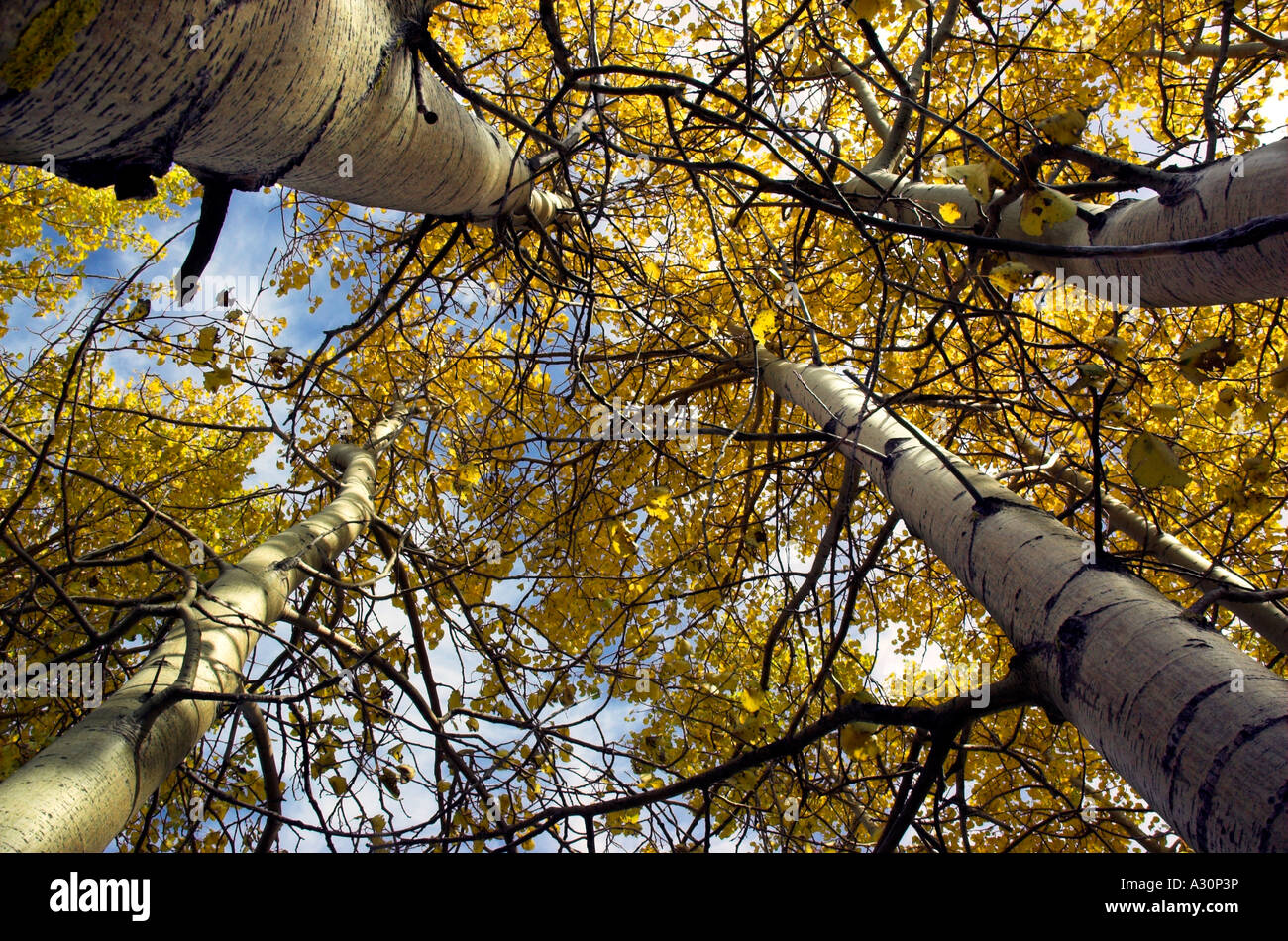 Mirando hacia los árboles de otoño Foto de stock