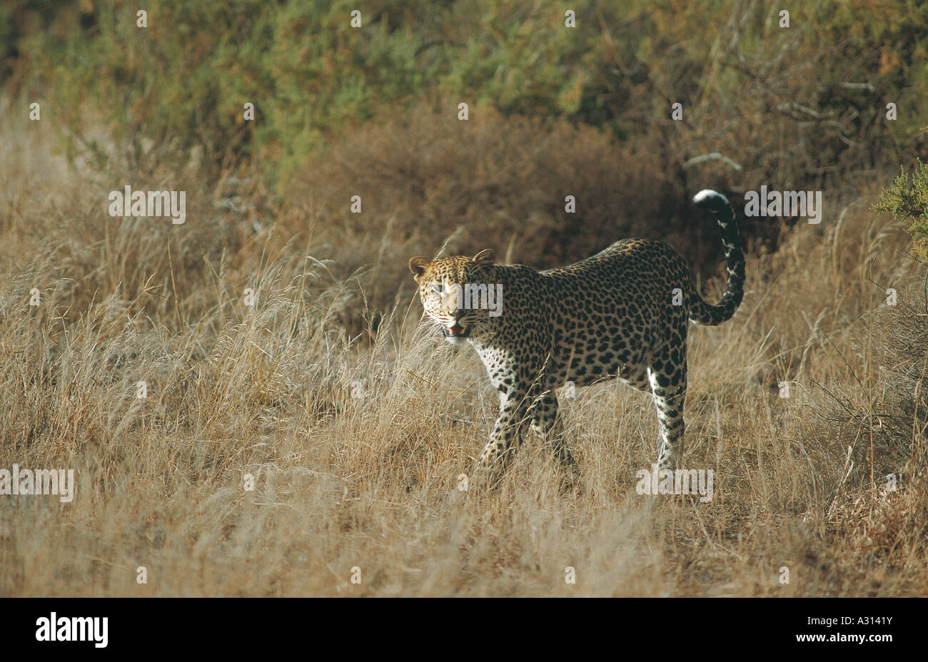 Leopard en movimiento en la Reserva Nacional de Samburu Kenia África Oriental Foto de stock