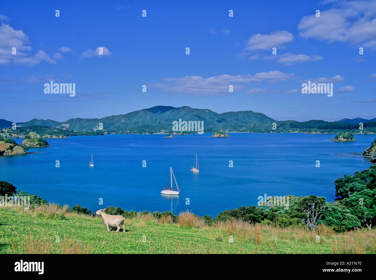 Ovejas en la isla Urupukapuka en la Bahía de Islas en Nueva Zelanda Foto de stock