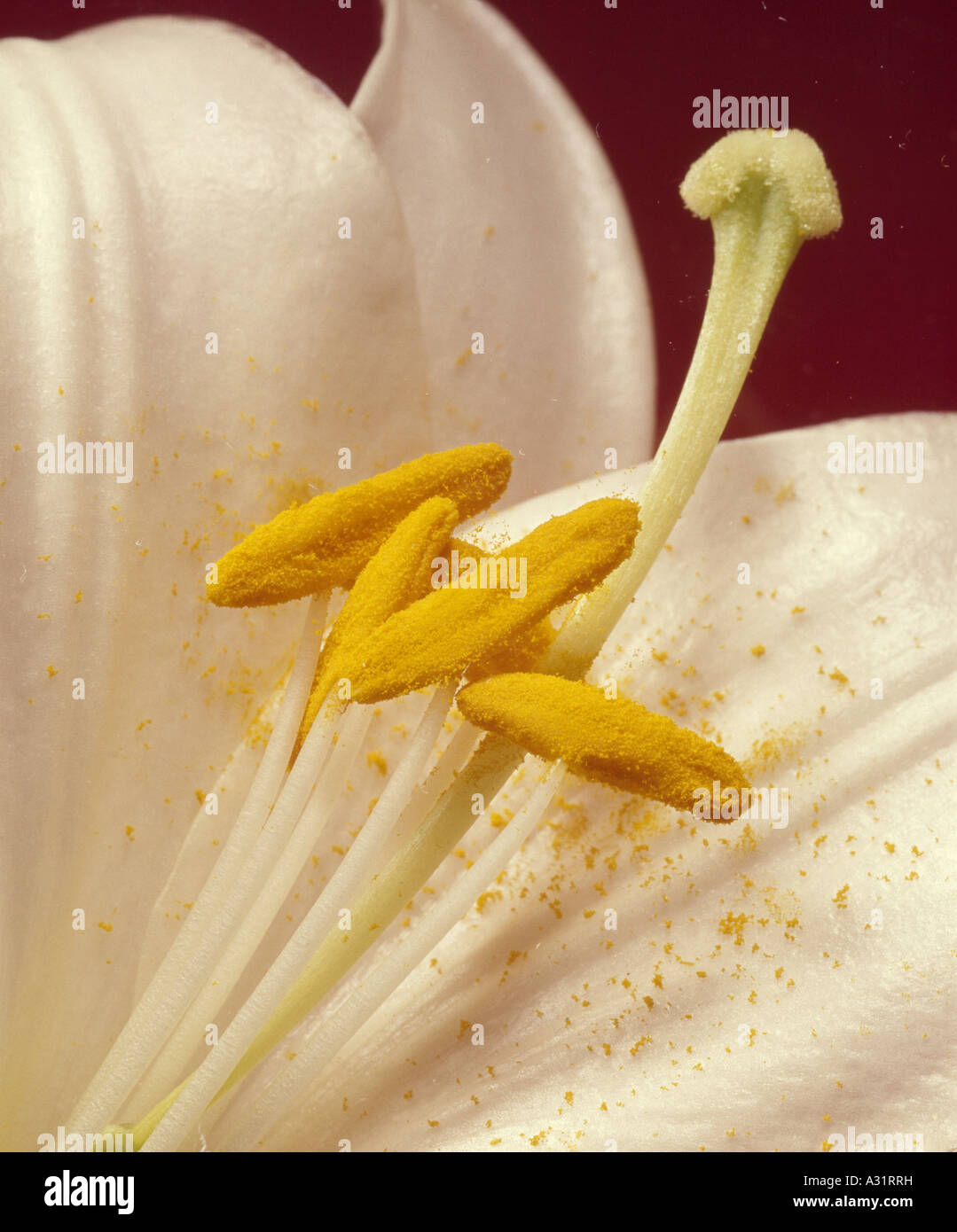 Lirio de Pascua; japonés lirio de Pascua; Lily trompeta; larga entubado  Azucena (LILIUM LONGIFLORUM) muestra el pistilo, estambre y polen  Fotografía de stock - Alamy