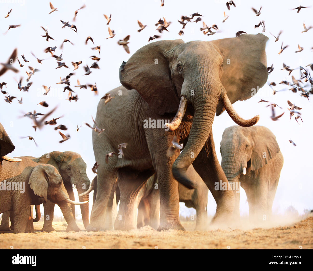 Los elefantes africanos inquietante bandada de pájaros Savuti Botswana Foto de stock