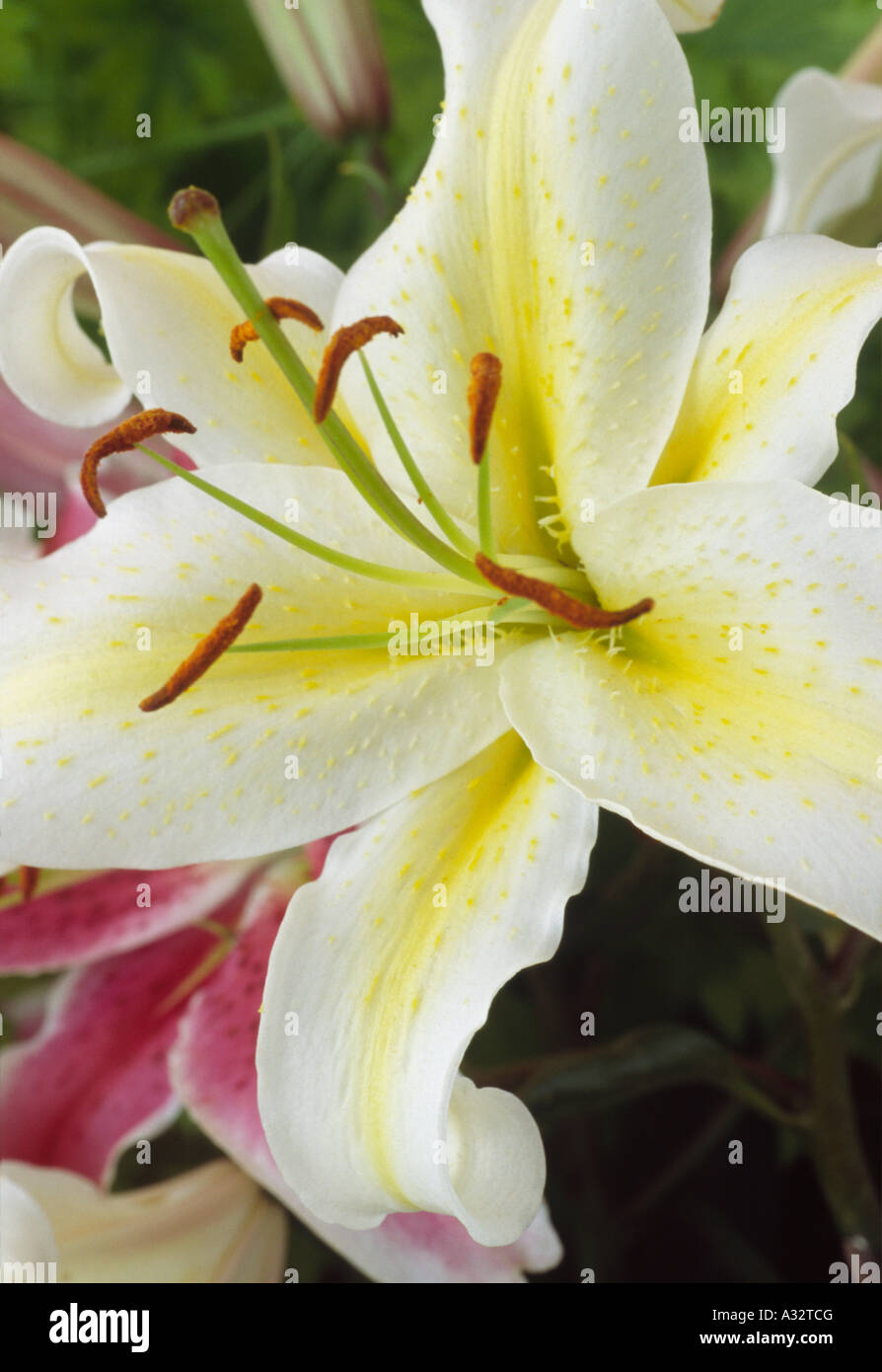 Lilium 'impresionante' (Lily Oriental) cerca de flor de lirio blanco y  amarillo Fotografía de stock - Alamy