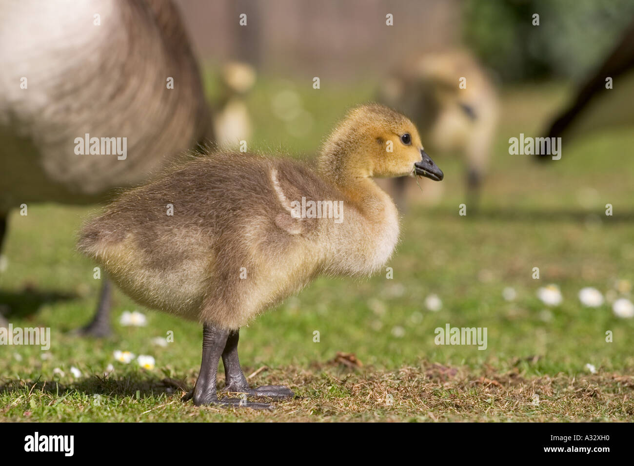 Canadá goose gosling nibbling sobre hierba Foto de stock