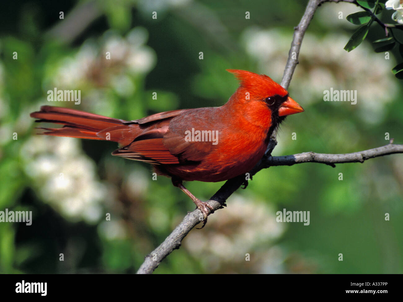 Cardenal macho Cardinalis cardinalis encaramado en la rama con el despertar de la primavera en el fondo Floyd County Indiana Foto de stock