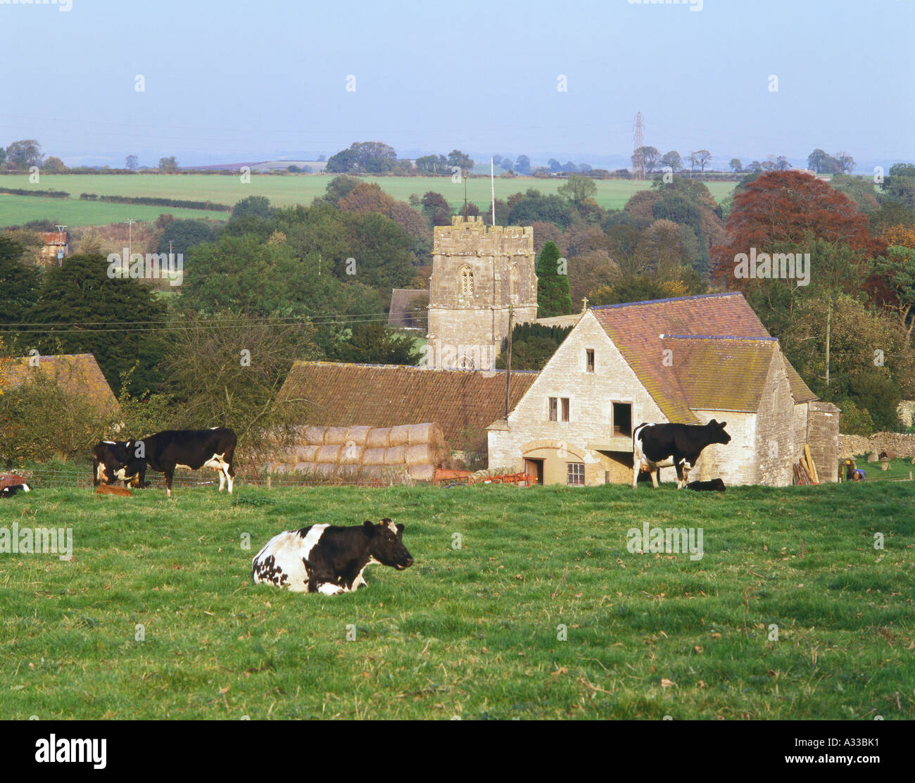 Las vacas que pastan en la aldea de Cotswold, Gloucestershire Nympsfield Foto de stock