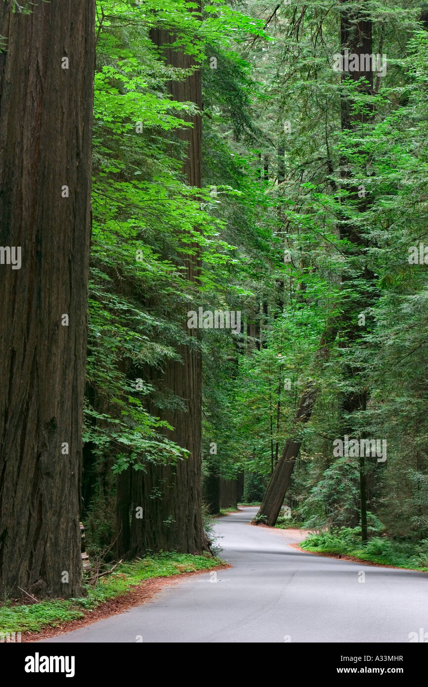 Gigantes redwoods de la costa a lo largo de la Avenida de los gigantes