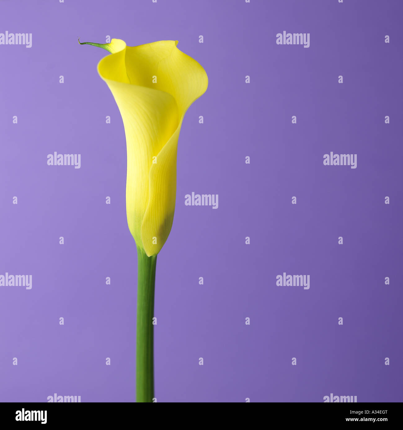 Flor de cala fotografías e imágenes de alta resolución - Página 9 - Alamy
