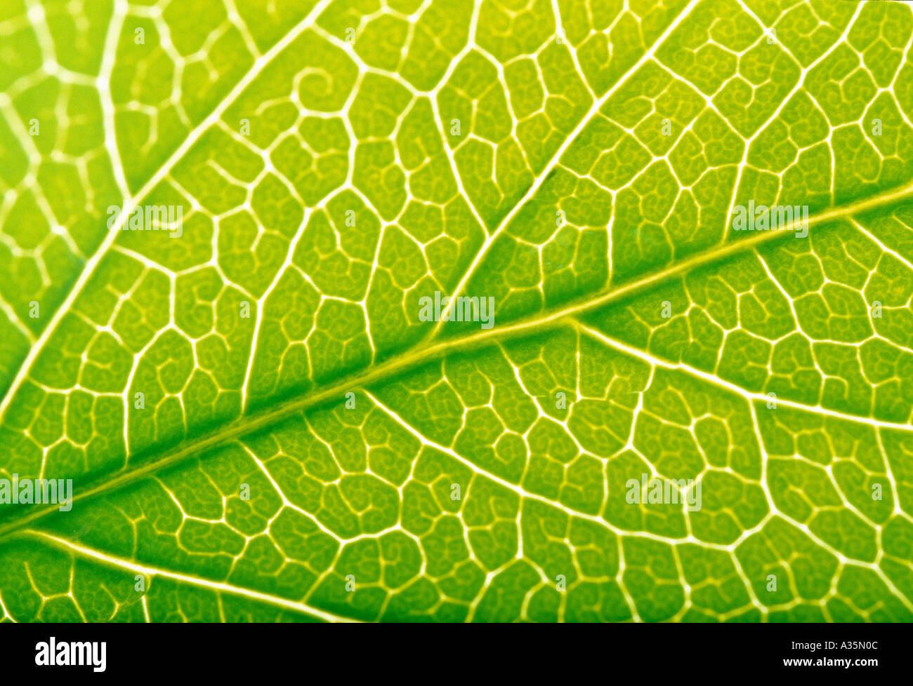 hoja verde Foto de stock