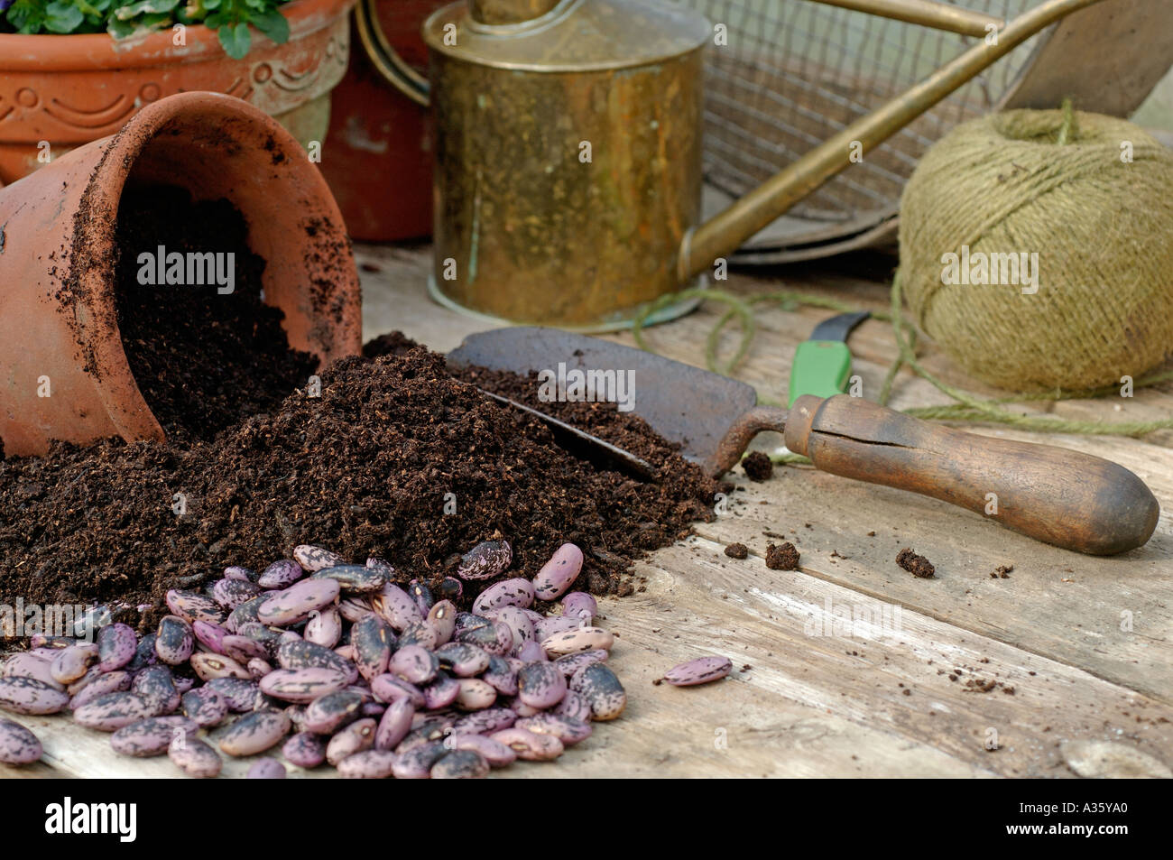 Potting Shed banco en primavera con deslizadera y sembrar semillas de frijol abono Foto de stock