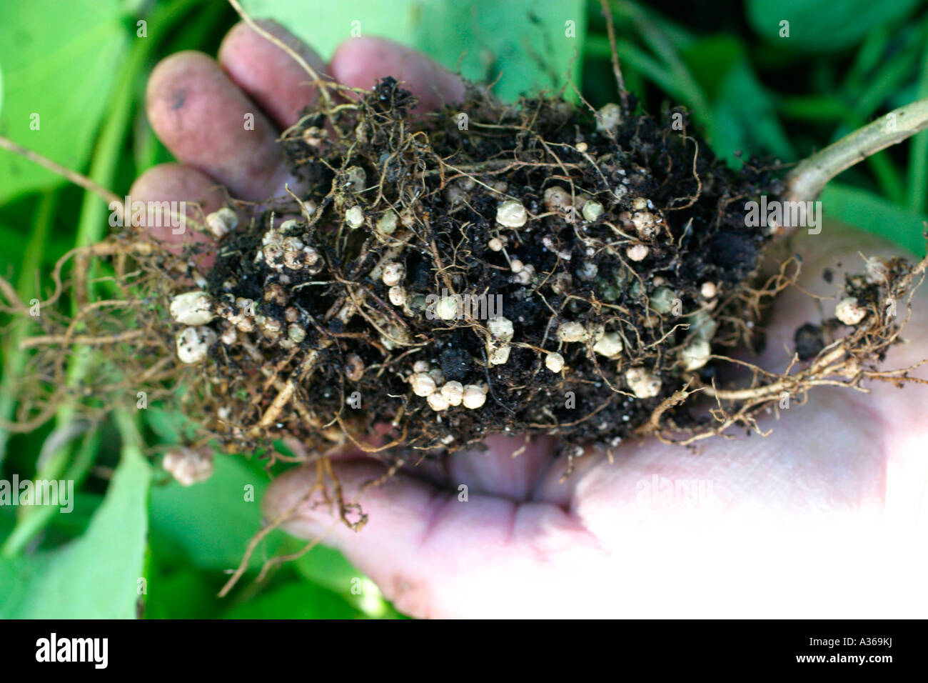 Bacterias fijadoras de nitrógeno fotografías e imágenes de alta resolución  - Alamy